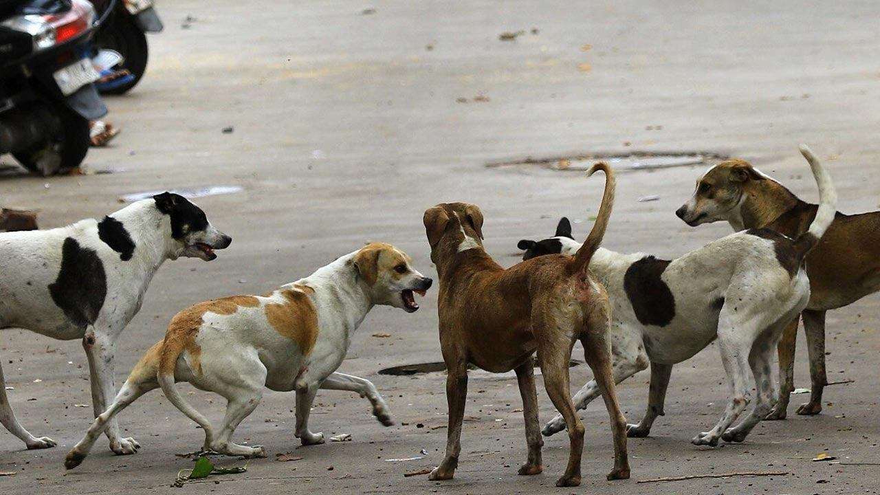 நாட்டில் நாய்கள் காரணமாக 30% வீதி விபத்துகள்!