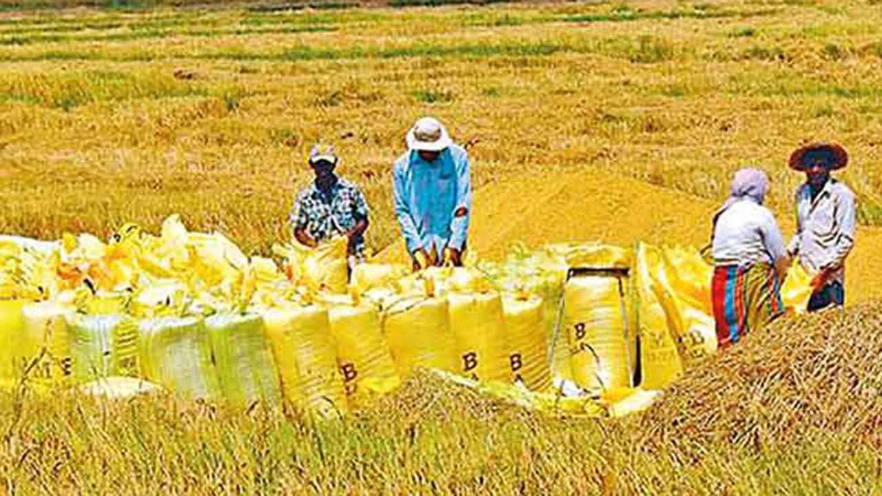 சிறுபோக அறுவடைக்கு புதிய பலம்: நெல் சந்தைப்படுத்தல் சபைக்கு மேலும் நிதி!