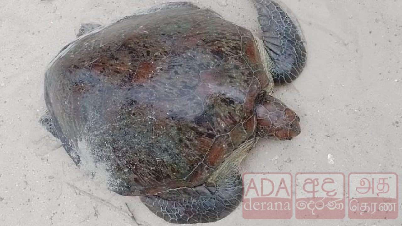 யாழில் இரண்டு கடல் ஆமைகளுடன் நபர் ஒருவர் கைது!
