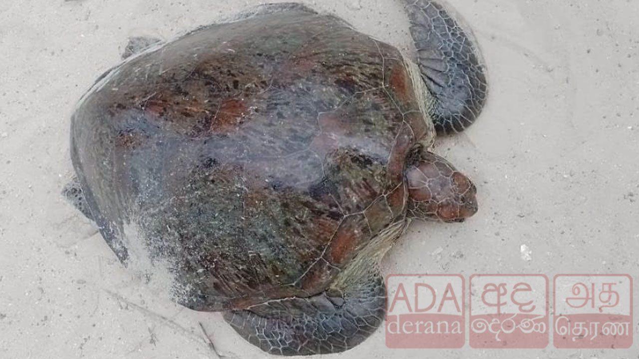 யாழில் இரண்டு கடல் ஆமைகளுடன் நபர் ஒருவர் கைது!