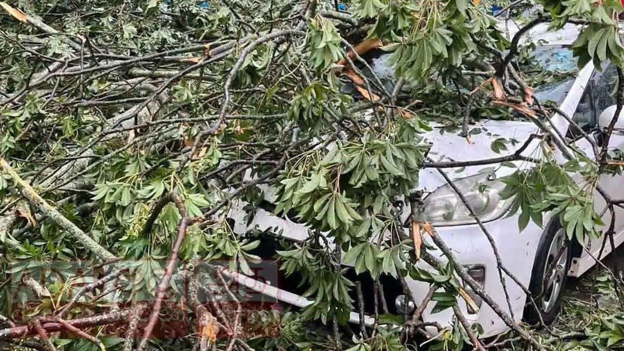 கண்டி ரயில் நிலையத்திற்கு அருகில் மரம் முறிந்து வீழ்ந்து இருவர் காயம்