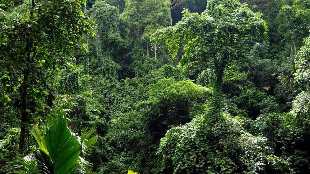 பாதுகாக்கப்படும் வனப்பகுதிகளாக அறிவிக்கப்படும் 20 வனங்கள்