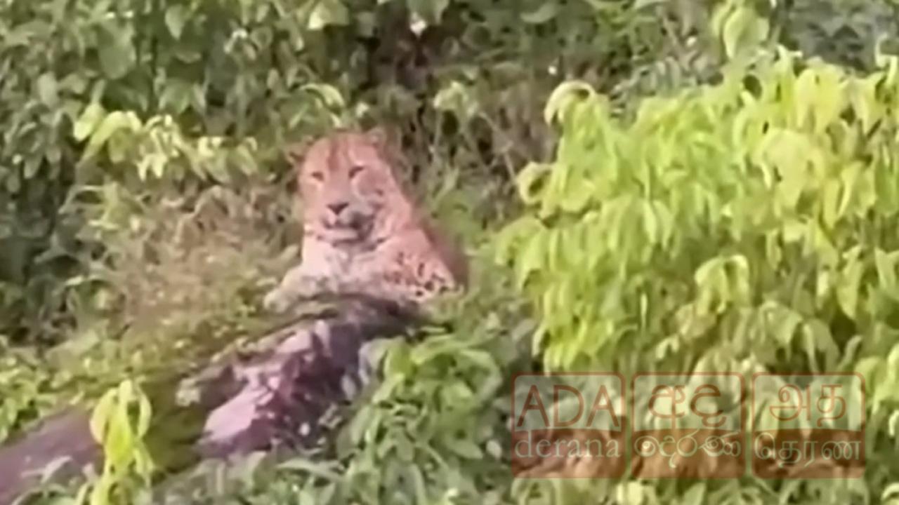 வட்டவளையில் சிறுத்தை புலி நடமாட்டம்!