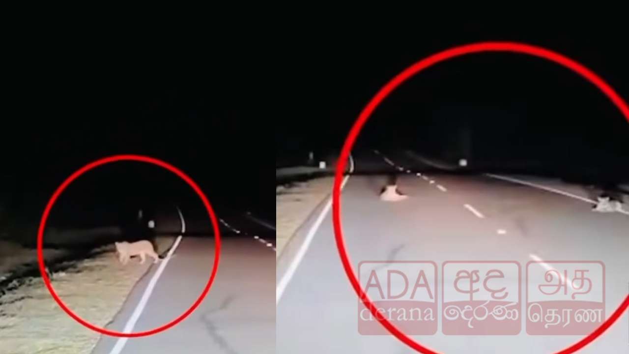 மன்னார் மடு தேவாலய வீதியில் உலாவும் 2 சிறுத்தை புலிகள்!