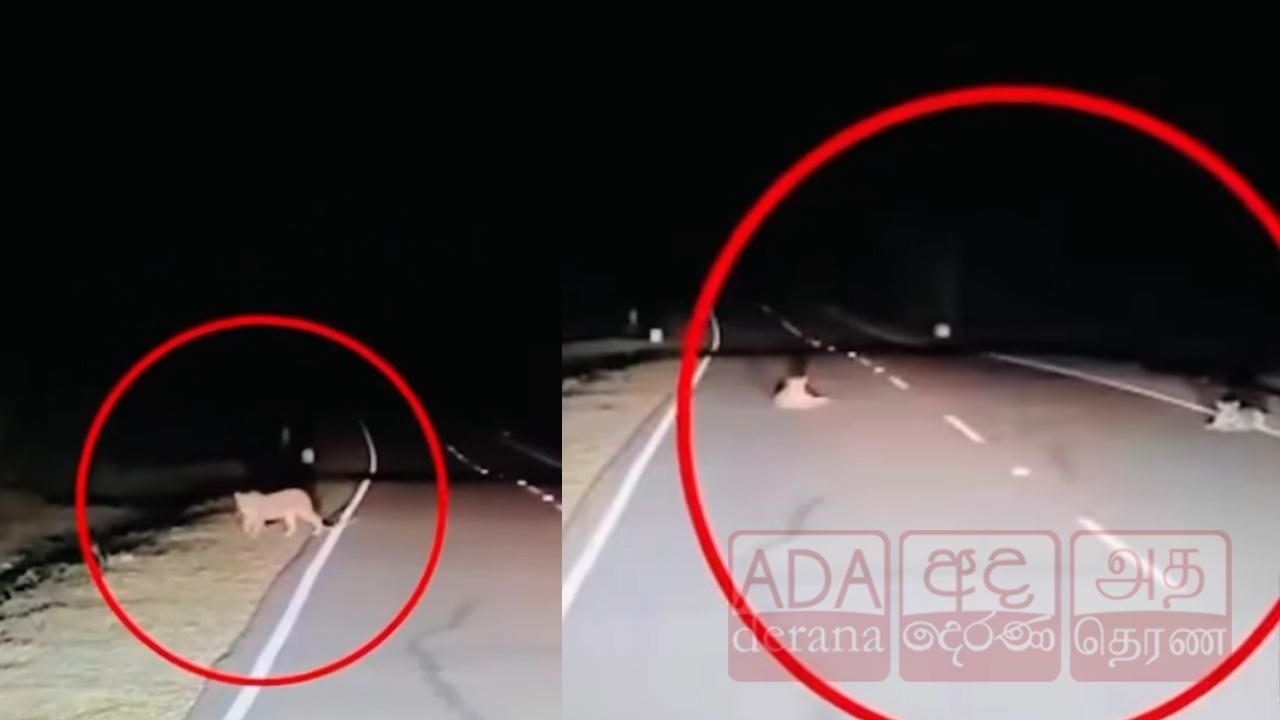 மன்னார் மடு தேவாலய வீதியில் உலாவும் 2 சிறுத்தை புலிகள்!