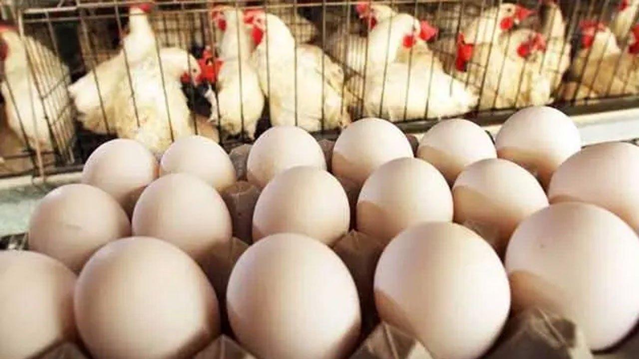 கோழி இறைச்சி, முட்டை விலை உயரக் கூடும் என எச்சரிக்கை!