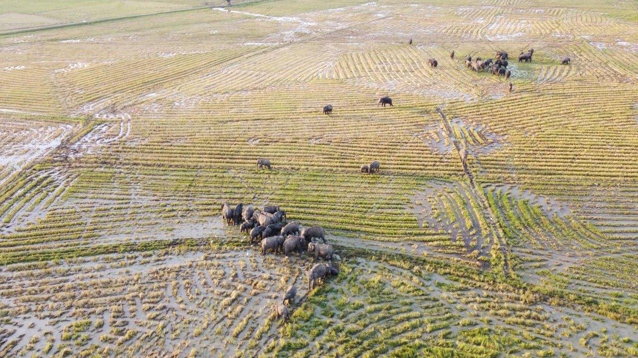 அம்பாறையில் காட்டு யானை தாக்கியதில் 15 வயது மாணவன் காயம்