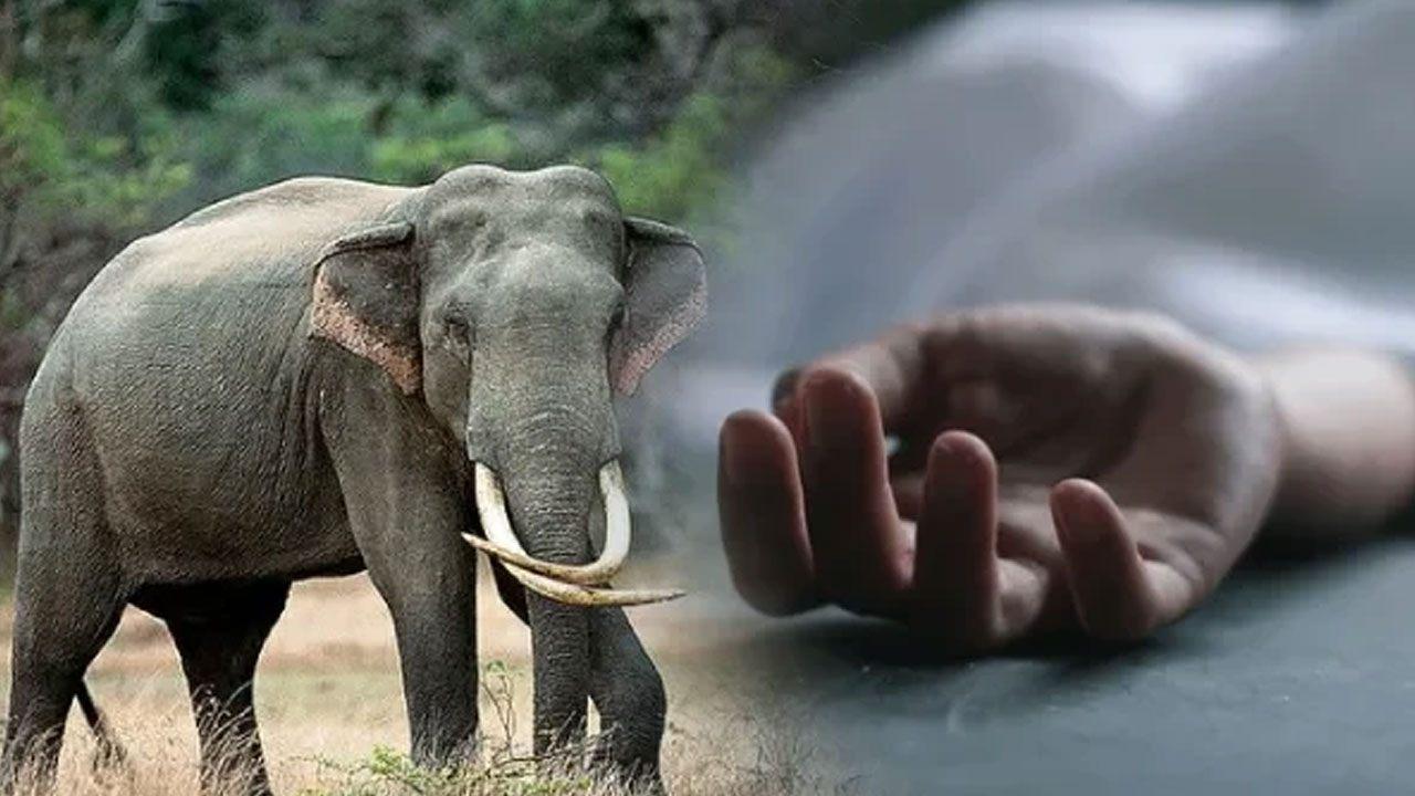 சீகிரியாவில் காட்டு யானை தாக்குதலில் ஒருவர் பலி