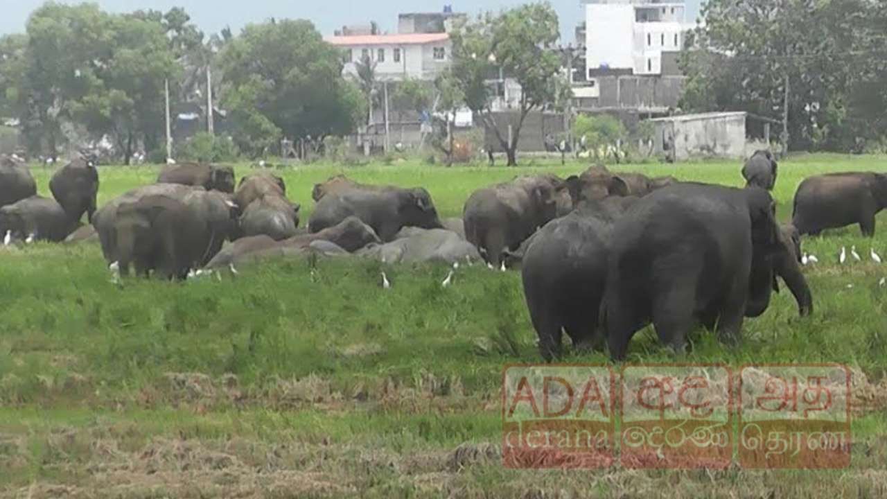 அம்பாறையில் தொடரும் காட்டு யானைகளின் அட்டகாசம்!