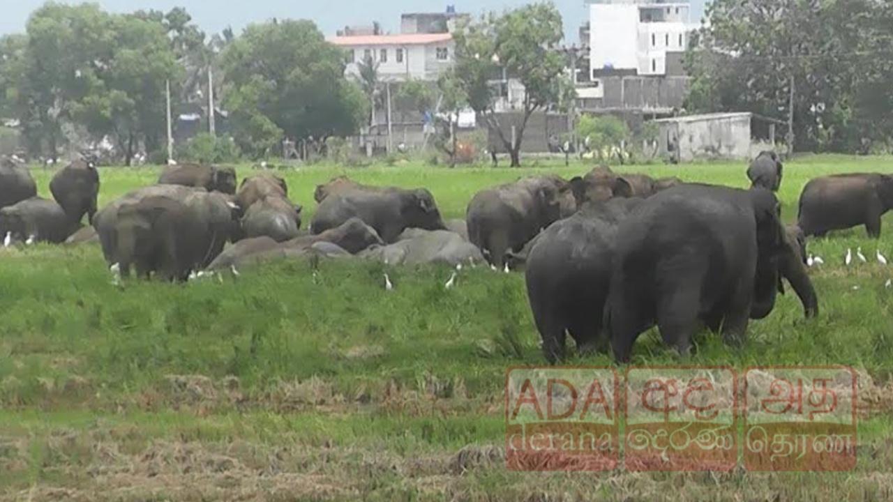 அம்பாறையில் தொடரும் காட்டு யானைகளின் அட்டகாசம்!