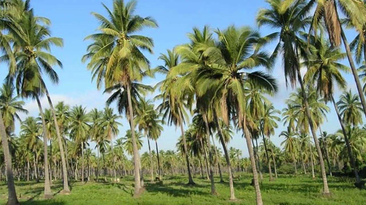 தென்னை செய்கை பாதிப்புக்கு காப்புறுதி வழங்குவது குறித்து அவதானம்