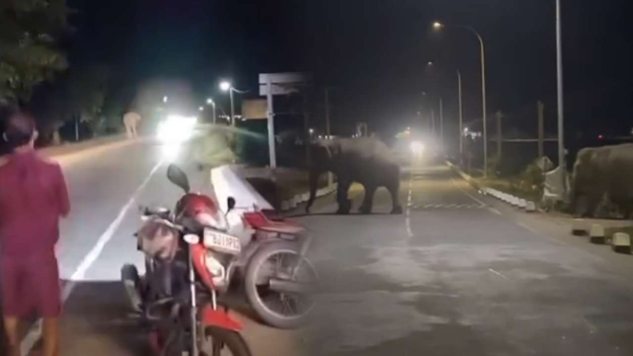 அம்பாறையில் குடியிருப்புப் பகுதிக்குள் புகும் யானைகள்