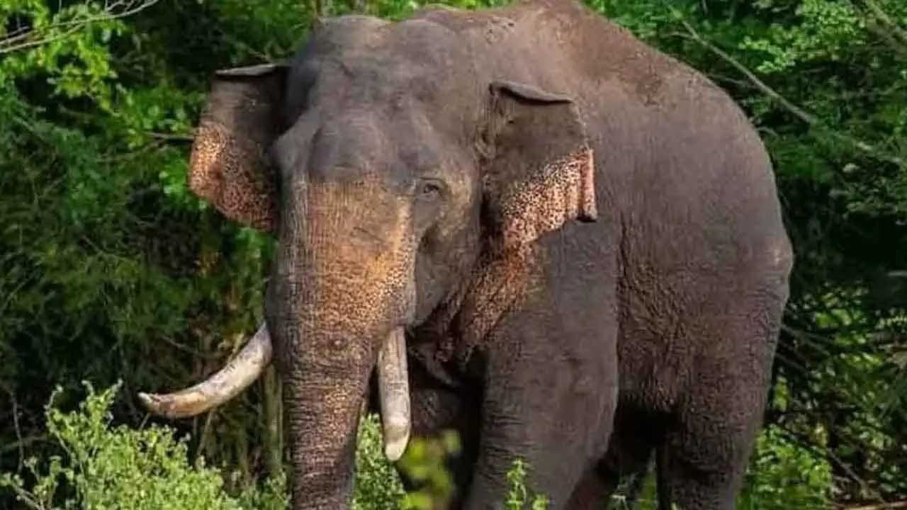 காணாமல்போன அக்போ யானையை தேடி விசேட குழு