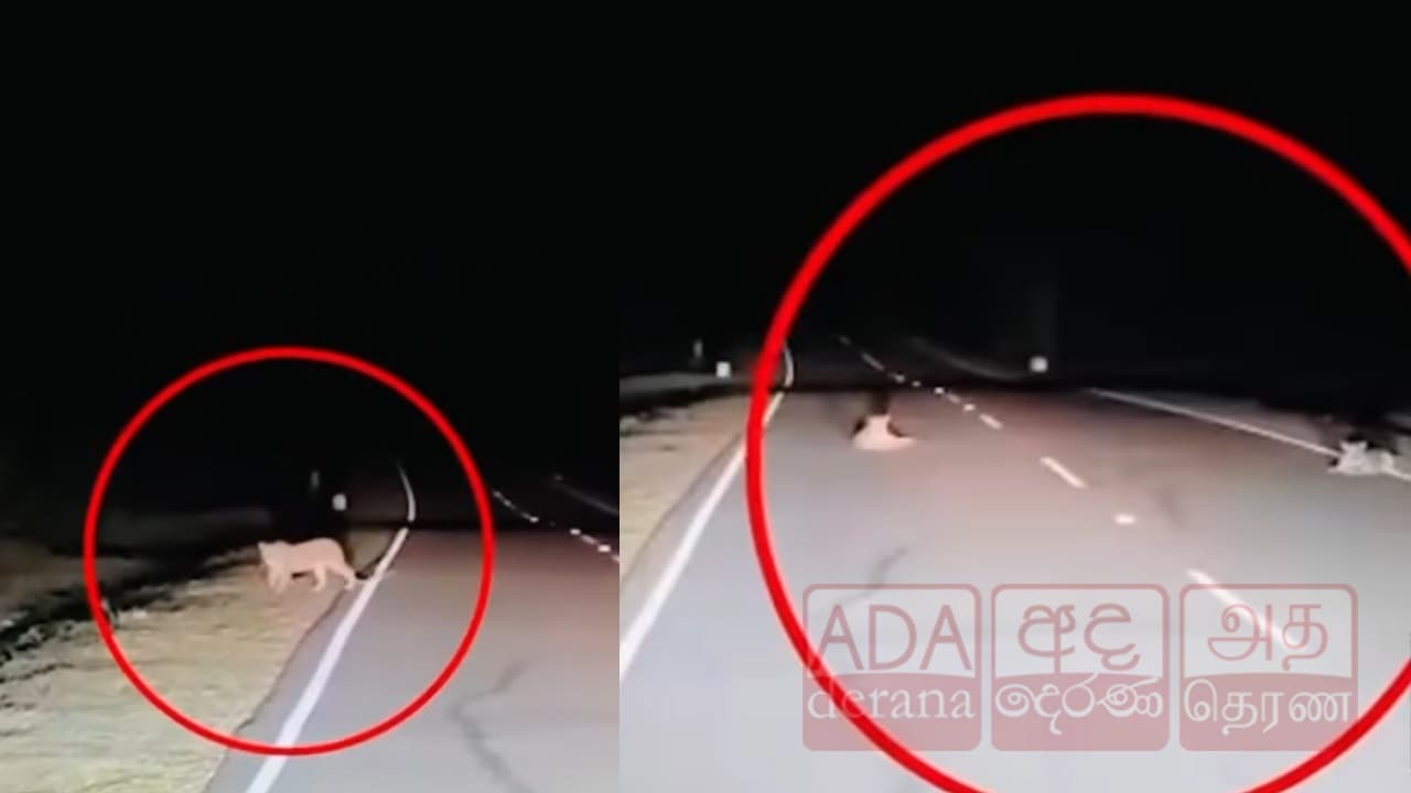 மன்னார் மடு தேவாலய வீதியில் உலாவும் 2 சிறுத்தை புலிகள்!