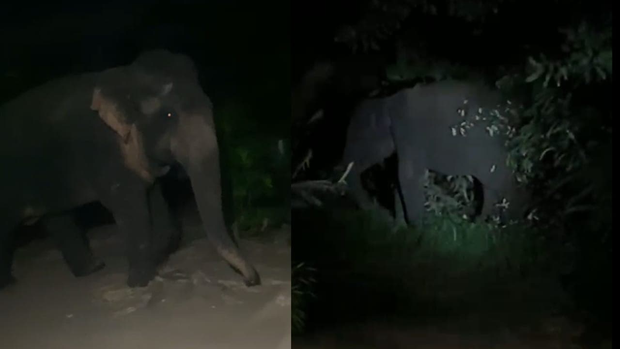 கலன்பிந்துனுவெவ, யகல்ல பகுதியில் காட்டு யானைத் தொல்லை தீவிரம்