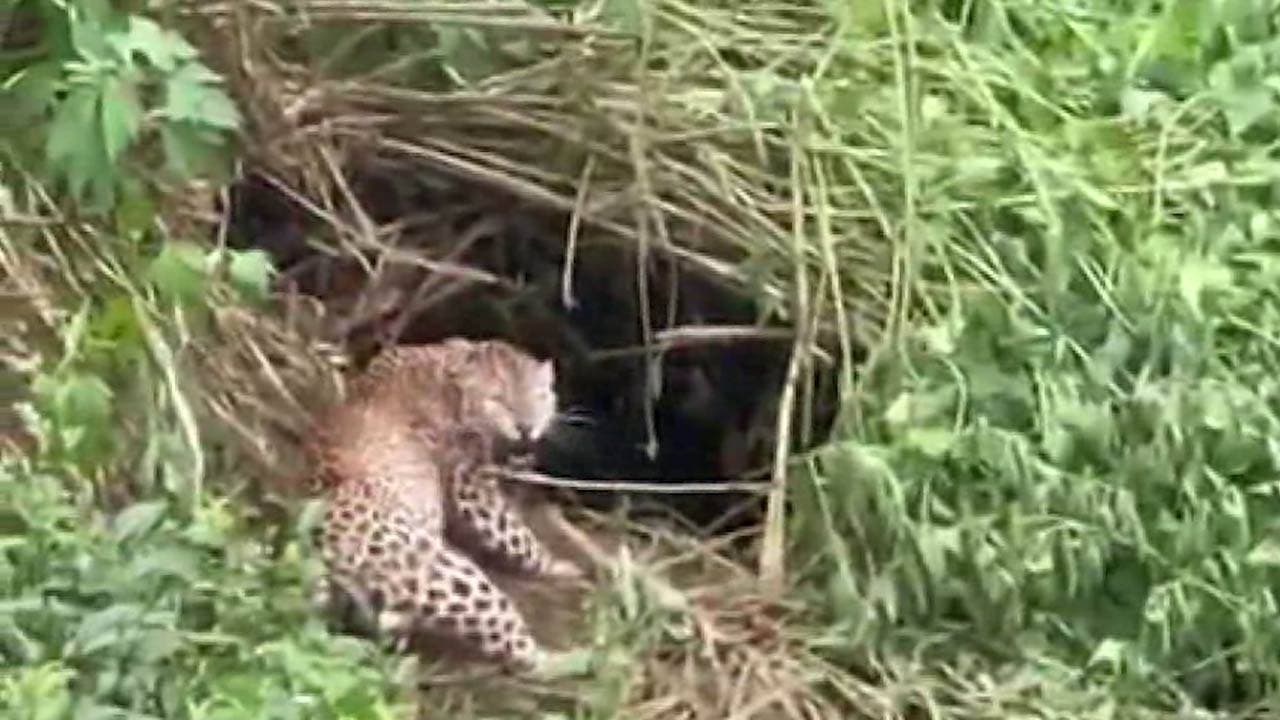 வனஜீவராசிகள் அதிகாரிகளால் மீட்பு!